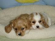 Quite Sweet natured Cocker Spaniel Puppies