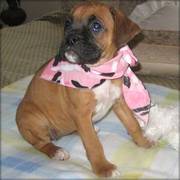 Female Boxer Puppies For Caring Homes