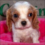 Cavalier King Charles Spaniel Puppies For Pet Lovers