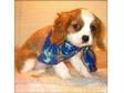 Cavalier King Charles Spaniel ready to go. Very sweet....