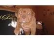 Dogue De Bordeaux Puppy