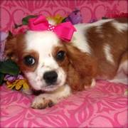 Cavalier King Charles Spaniel puppy for sale