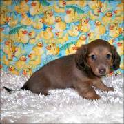 Kc Dachshund Puppy For Sale