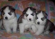 Siberian Husky puppies