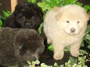 Fantastic chow chow puppies