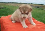 Alaska Malamute for Sale