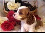 Cavalier King Charles Spaniel Puppies for sale