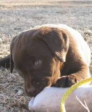 Lovely Chocolate Labrador Retriever Puppies For Caring Homes