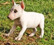 Bull Terrier Puppies For Pet Lovers