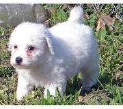 Bichon Fries puppies for sale