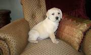 Labrador Retriever Puppies For Beautiful Homes