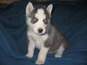 Siberian husky puppies with very beautiful eyes