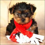 Yorkshire Terrier Puppy For Sale