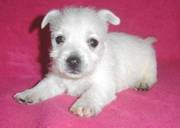 jaminelarry@gmail.com Gorgeous and adorable west highland puppies