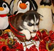 Purebred Siberian Husky Puppies For pet lovers