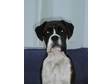 Pedigree KC Registered Boxer Puppies in SEDBERGH,  CUMBRIA