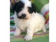 sweet adorable Havanese puppy for real home. an adorable....