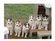 Young huskies seeking. i am offering a good litter of....