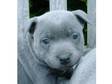 Staffordshire Bull Terriers