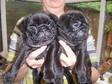 Pug puppies quality black pug male,  11 weeks old,  fully....