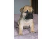 Bullmastiff Puppies for sale