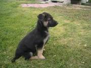 KC Registered German Shepherd Puppies