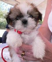 Shih Tzu puppy for sale