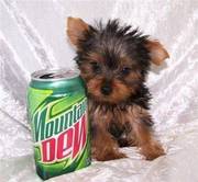 Teacup Yorkshire Terrier puppy for sale