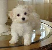 lassonnash@yahoo.com wonderful and outstanding Maltese puppies