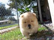 Chow Chow Puppies for sale