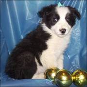 Border Collie puppy for sale