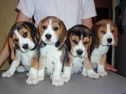 Beagle puppies ready to go