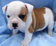 Adorable English Bulldog Puppies