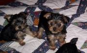 CUTE KC Yorkshire Terrier PUPPY FOR SALE