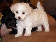 Maltipoo Puppies For Sale