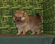 Adorable Little Teacup Pomeranian Puppy Ready To Go Now