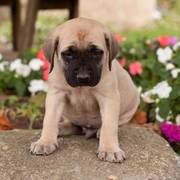 English Mastiff puppies for sale