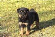 Long and Doct Tail Rottweiler Puppies for Sale