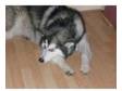 alaskan malamute. 10mth old male Alaskan malamute.....