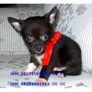 KC registered Teacup puppies...he will grow up to