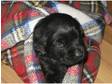 Black labrador puppies