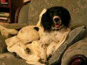 10 Month Old,  Springer Spaniel Puppy