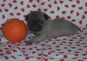 Kc Pug Puppies Ready