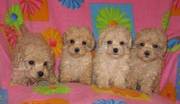 Poodle Puppies For Sale