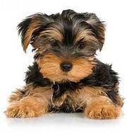 Yorkshire Terrier Puppies For Sale