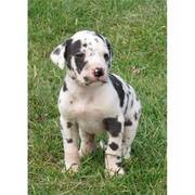 Great Dane Puppies