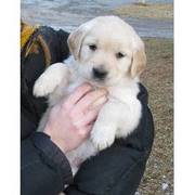 golden retriever puppies ready to go now