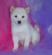 Shiba Inu Puppies For Sale