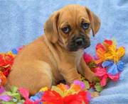 Puggle Puppies For Sale