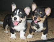 Welsh Corgi Puppies For Sale